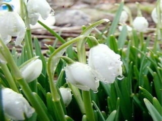 Es un país ubicado en la Europa oriental. Limita con Rusia hacia el este, con Bielorrusia al norte, con Polonia, Eslovaquia y Hungría hacia el oeste, con Rumania y Moldavia al suroeste y con el mar   Negro y el mar de Azov al sur. La ciudad de Kiev (Kyiv) es la capital y la ciudad más grande del país. El nombre del país proviene del término krajina, que en eslavo puede tener dos significados: "territorio fronterizo" o "país". En ucraniano moderno країна (kraína) significa "país". UCRANIA-SITUACIÓN . 