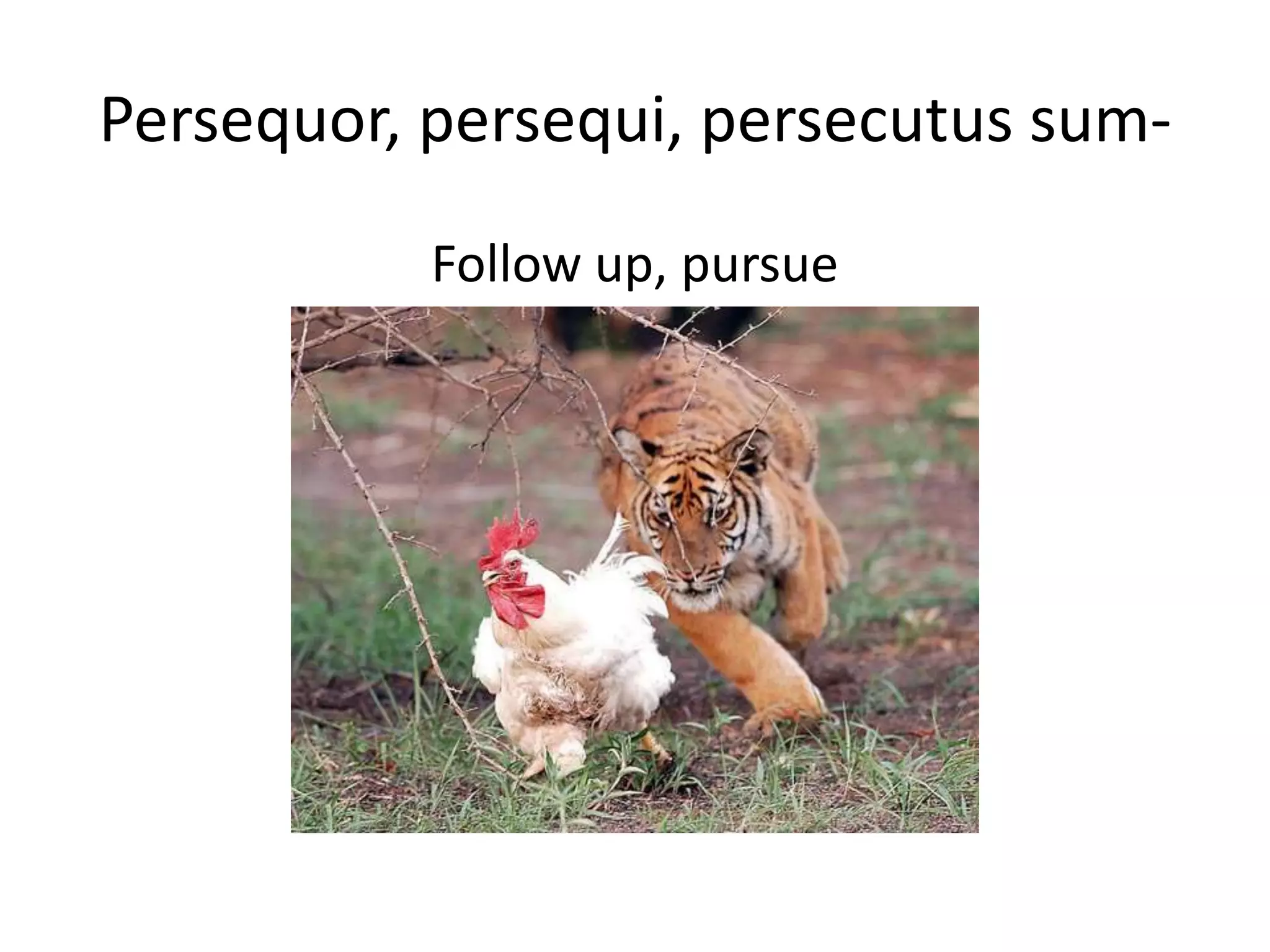 Deponent verbs maggie montler PPT