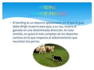  El herding es un deporte apasionante en el que el guía
debe dirigir al perro para que, a su vez, mueva al
ganado en una determinada dirección. En este
sentido, es quizá el más complejo de los deportes
caninos en lo que respecta al adiestramiento que
necesitan los perros.
 