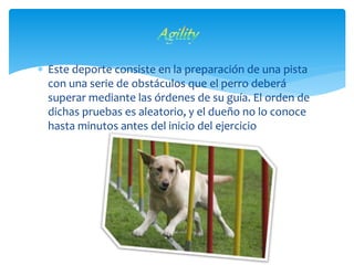  Este deporte consiste en la preparación de una pista
con una serie de obstáculos que el perro deberá
superar mediante las órdenes de su guía. El orden de
dichas pruebas es aleatorio, y el dueño no lo conoce
hasta minutos antes del inicio del ejercicio
 