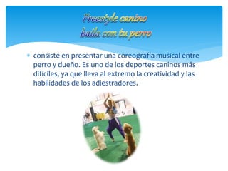  consiste en presentar una coreografía musical entre
perro y dueño. Es uno de los deportes caninos más
difíciles, ya que lleva al extremo la creatividad y las
habilidades de los adiestradores.
 
