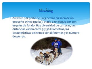  Arrastre por parte de 1 a 3 perros en línea de un
pequeño trineo (pulka), atado a un esquiador con
esquíes de fondo. Hay diversidad de carreras, las
distancias varían entre 5 y 30 kilómetros, las
características del trineo son diferentes y el número
de perros.
 