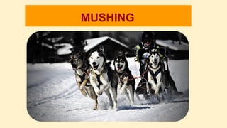 MUSHING
 