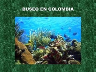 BUSEO EN COLOMBIA 
