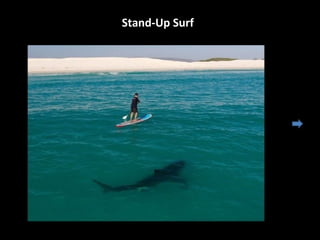 Stand-Up Surf
 