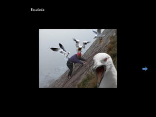 Escalada
 