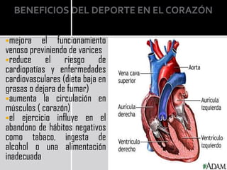 BENEFICIOS DEL DEPORTE EN EL CORAZÓN

mejora    el funcionamiento
venoso previniendo de varices
reduce     el riesgo de
cardiopatías y enfermedades
cardiovasculares (dieta baja en
grasas o dejara de fumar)
aumenta la circulación en
músculos ( corazón)
el ejercicio influye en el
abandono de hábitos negativos
como tabaco, ingesta de
alcohol o una alimentación
inadecuada
 