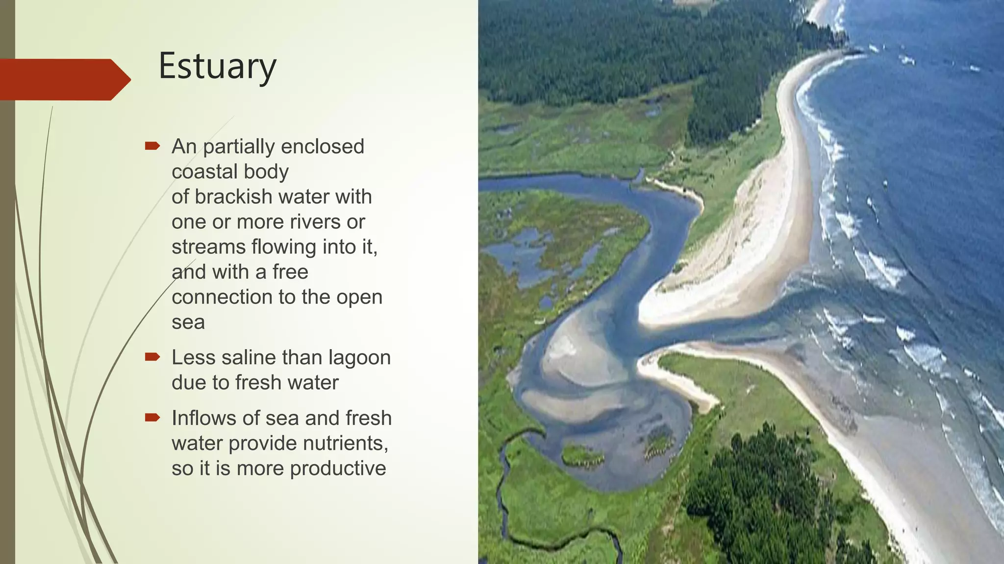 Estuary
 An partially enclosed
coastal body
of brackish water with
one or more rivers or
streams flowing into it,
and with a free
connection to the open
sea
 Less saline than lagoon
due to fresh water
 Inflows of sea and fresh
water provide nutrients,
so it is more productive
 