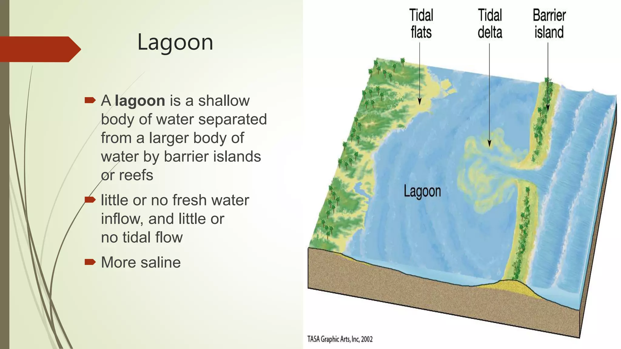 Lagoon
 A lagoon is a shallow
body of water separated
from a larger body of
water by barrier islands
or reefs
 little or no fresh water
inflow, and little or
no tidal flow
 More saline
 
