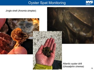 18
Oyster Spat Monitoring
Jingle shell (Anomia simplex)
Atlantic oyster drill
(Urosalpinx cinerea)
 