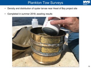19
Plankton Tow Surveys
• Density and distribution of oyster larvae near Head of Bay project site
• Completed in summer 20...