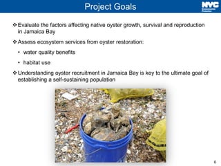6
Project Goals
Evaluate the factors affecting native oyster growth, survival and reproduction
in Jamaica Bay
Assess eco...