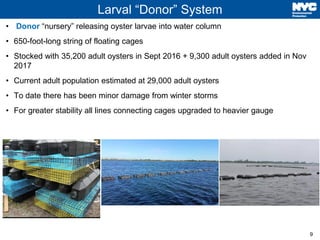 9
Larval “Donor” System
• Donor “nursery” releasing oyster larvae into water column
• 650-foot-long string of floating cag...