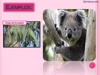 DEPREDACIÓN

EJEMPLOS:

Hojas de Eucalipto
 