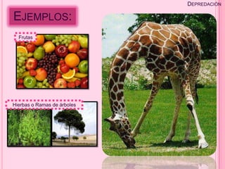 DEPREDACIÓN

EJEMPLOS:
  Frutas




Hierbas o Ramas de árboles
 