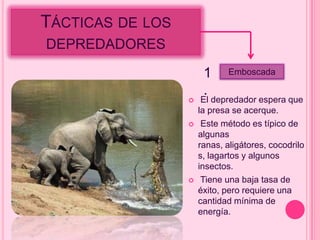 TÁCTICAS DE LOS
DEPREDADORES

                       1      Emboscada

                       .
                      El depredador espera que
                      la presa se acerque.
                      Este método es típico de
                      algunas
                      ranas, aligátores, cocodrilo
                      s, lagartos y algunos
                      insectos.
                      Tiene una baja tasa de
                      éxito, pero requiere una
                      cantidad mínima de
                      energía.
 