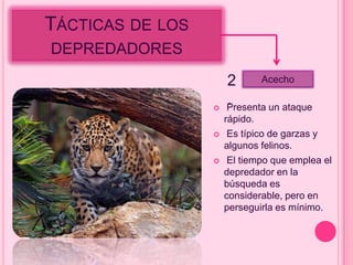 TÁCTICAS DE LOS
DEPREDADORES

                      2      Acecho

                  
                      .
                      Presenta un ataque
                      rápido.
                      Es típico de garzas y
                      algunos felinos.
                      El tiempo que emplea el
                      depredador en la
                      búsqueda es
                      considerable, pero en
                      perseguirla es mínimo.
 