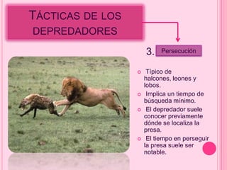 TÁCTICAS DE LOS
DEPREDADORES

                      3.    Persecución


                      Típico de
                      halcones, leones y
                      lobos.
                      Implica un tiempo de
                      búsqueda mínimo.
                      El depredador suele
                      conocer previamente
                      dónde se localiza la
                      presa.
                      El tiempo en perseguir
                      la presa suele ser
                      notable.
 