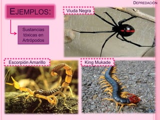 DEPREDACIÓN

EJEMPLOS:            Viuda Negra



      Sustancias
      tóxicas en
      Artrópodos



Escorpión Amarillo           King Mukade
 