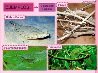 DEPREDACIÓN
                   Coloración   Palote
EJEMPLOS:           Críptica


 Bothus Podas




Palomena Presina         Camaleón
 