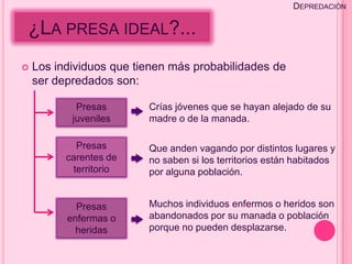 DEPREDACIÓN

¿LA PRESA IDEAL?...
   Los individuos que tienen más probabilidades de
    ser depredados son:

            Presas       Crías jóvenes que se hayan alejado de su
           juveniles     madre o de la manada.

            Presas       Que anden vagando por distintos lugares y
          carentes de    no saben si los territorios están habitados
           territorio    por alguna población.


            Presas       Muchos individuos enfermos o heridos son
          enfermas o     abandonados por su manada o población
            heridas      porque no pueden desplazarse.
 