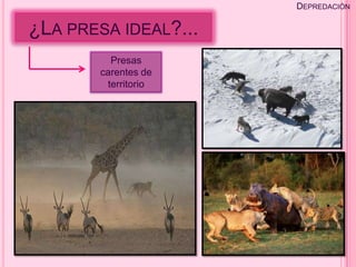 DEPREDACIÓN

¿LA PRESA IDEAL?...
          Presas
        carentes de
         territorio
 