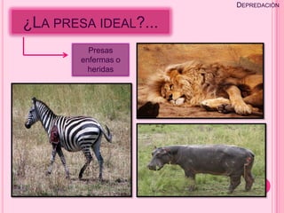 DEPREDACIÓN

¿LA PRESA IDEAL?...
          Presas
        enfermas o
          heridas
 