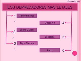 DEPREDACIÓN


LOS DEPREDADORES MAS LETALES
  1   Tiburón Blanco

  .
                        Guepardo   4.
      Leona y León
  2
  .                     Leopardo   5.
  3   Tigre Siberiano

  .
                          Lobo     6.
 