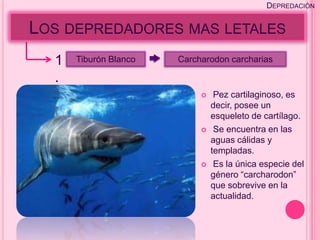DEPREDACIÓN


LOS DEPREDADORES MAS LETALES
  1   Tiburón Blanco   Carcharodon carcharias

  .
                                Pez cartilaginoso, es
                                decir, posee un
                                esqueleto de cartílago.
                                Se encuentra en las
                                aguas cálidas y
                                templadas.
                                Es la única especie del
                                género “carcharodon”
                                que sobrevive en la
                                actualidad.
 