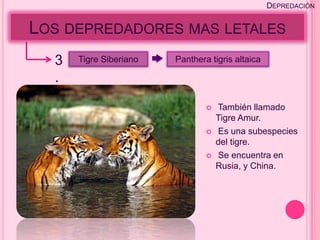 DEPREDACIÓN


LOS DEPREDADORES MAS LETALES
  3   Tigre Siberiano   Panthera tigris altaica

  .
                                   También llamado
                                    Tigre Amur.
                                   Es una subespecies
                                    del tigre.
                                   Se encuentra en
                                    Rusia, y China.
 