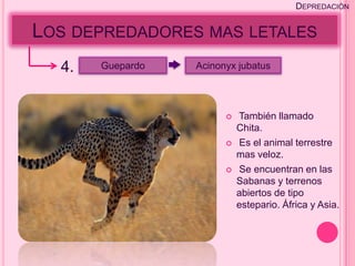 DEPREDACIÓN


LOS DEPREDADORES MAS LETALES
  4.   Guepardo   Acinonyx jubatus




                           También llamado
                            Chita.
                           Es el animal terrestre
                            mas veloz.
                           Se encuentran en las
                            Sabanas y terrenos
                            abiertos de tipo
                            estepario. África y Asia.
 