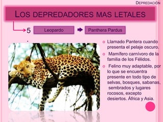 DEPREDACIÓN


LOS DEPREDADORES MAS LETALES
  5   Leopardo   Panthera Pardus

  .                       Llamado Pantera cuando
                           presenta el pelaje oscuro.
                           Mamífero carnívoro de la
                           familia de los Félidos.
                           Felino muy adaptable, por
                           lo que se encuentra
                           presente en todo tipo de
                           selvas, bosques, sabanas,
                            sembrados y lugares
                           rocosos, excepto
                           desiertos. África y Asia.
 