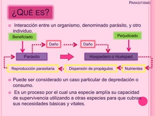 PARASITISMO

    ¿QUÉ ES?
    Interacción entre un organismo, denominado parásito, y otro
    individuo.
    Beneficiado                                            Perjudicado

                         Daño          Daño


          Parásito                         Hospedero o Huésped

    Reproducción parasitaria    Dispersión de propágulos       Nutrientes

   Puede ser considerado un caso particular de depredación o
    consumo.
    Es un proceso por el cual una especie amplía su capacidad
    de supervivencia utilizando a otras especies para que cubran
    sus necesidades básicas y vitales.
 