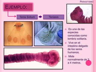 PARASITISMO

EJEMPLO:
     Tenia Solium   Teniasis



                                   Es una de las
                                   especies
                                   conocidas como
                                   lombriz solitaria.
                                   Vive en el
                                   intestino delgado
                                   de los seres
                                   humanos.
                                   Mide
                                   normalmente de 3
                                   a 4 metros.
 