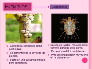 EJEMPLOS:                                   Estacionarios




 Cocoideos, conocidos como               Sarcoptes Scabie, mas conocido
    cochinillas.                           como el parásito de la sarna.
                                           Es un ácaro difícil de detectar.
    Se alimentan de la savia de las
    plantas.                               Produce una picazón muy fuerte
                                           en la piel (sarna).
    Secretan una sustancia cerosa
    para su defensa.
 