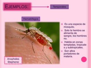 EJEMPLOS:                 Temporales



            Hematófagos

                                 Es una especie de
                                    mosquito.
                                    Solo la hembra se
                                    alimenta de
                                    sangre, los hombres
                                    no.
                                    Habita en zonas
                                    templadas, tropicale
                                    s y subtropicales.
                                    Son altos
                                    portadores de
                                    malaria.
Anopheles
Stephensi
 