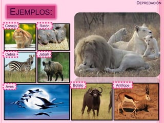 DEPREDACIÓN

  EJEMPLOS:
Conejo   Ratón




Cebra    Jabalí




Aves              Búfalo   Antílope
 
