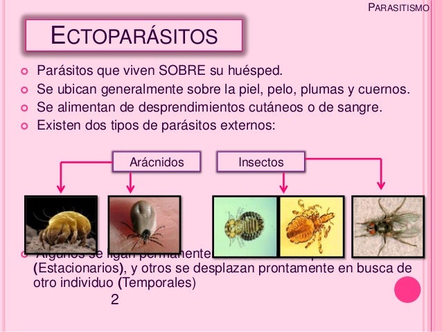 A que sueña que a ti las lombrices