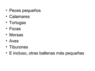 •   Peces pequeños
•   Calamares
•   Tortugas
•   Focas
•   Morsas
•   Aves
•   Tiburones
•   E incluso, otras ballenas más pequeñas
 
