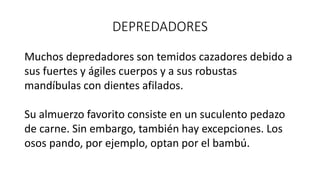 DEPREDADORES
Muchos depredadores son temidos cazadores debido a
sus fuertes y ágiles cuerpos y a sus robustas
mandíbulas con dientes afilados.
Su almuerzo favorito consiste en un suculento pedazo
de carne. Sin embargo, también hay excepciones. Los
osos pando, por ejemplo, optan por el bambú.
 