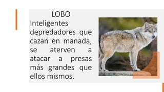 LOBO
Inteligentes
depredadores que
cazan en manada,
se aterven a
atacar a presas
más grandes que
ellos mismos.
 