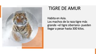 TIGRE DE AMUR
Habita en Asia.
Los machos de la raza tigre más
grande –el tigre siberiano- pueden
llegar a pesar hasta 300 kilos.
 