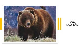 OSO
MARRÓN
 