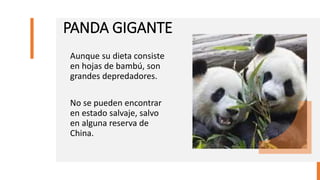 PANDA GIGANTE
Aunque su dieta consiste
en hojas de bambú, son
grandes depredadores.
No se pueden encontrar
en estado salvaje, salvo
en alguna reserva de
China.
 