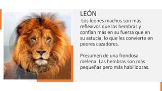LEÓN
Los leones machos son más
reflexivos que las hembras y
confían más en su fuerza que en
su astucia, lo que les convierte en
peores cazadores.
Presumen de una frondosa
melena. Las hembras son más
pequeñas pero más habilidosas.
 