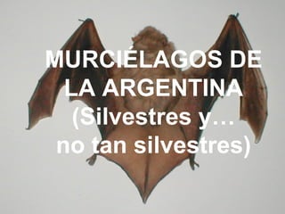 MURCIÉLAGOS DE
LA ARGENTINA
(Silvestres y…
no tan silvestres)
 
