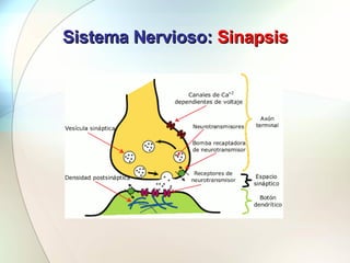 Sistema Nervioso:  Sinapsis 