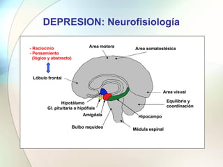DEPRESION: Neurofisiología Hipotálamo Gl. pituitaria o hipófisis Amígdala Hipocampo Area motora Area visual Lóbulo frontal...