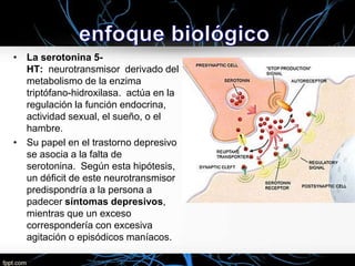 • La serotonina 5HT: neurotransmisor derivado del
metabolismo de la enzima
triptófano-hidroxilasa. actúa en la
regulación la función endocrina,
actividad sexual, el sueño, o el
hambre.
• Su papel en el trastorno depresivo
se asocia a la falta de
serotonina. Según esta hipótesis,
un déficit de este neurotransmisor
predispondría a la persona a
padecer síntomas depresivos,
mientras que un exceso
correspondería con excesiva
agitación o episódicos maníacos.

 