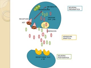 METABOLITO               NEURONA
                      S                        PRESINAPTICA
              DEGRADACION




                        SINTESIS
RECAPTURA               5-HT y NA

  ADT




                       LIBERACION


                                         HENDIDURA
                                         SINAPTICA




                                    NEURONA
            RECEPTORES 5-HT         POSTSIANTICA
                 y NA
 